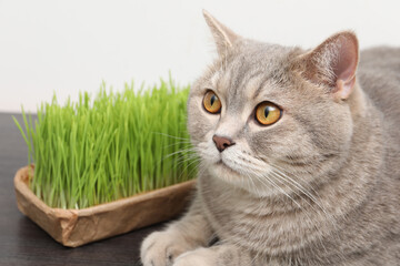 Cute cat near fresh green grass on wooden desk indoors