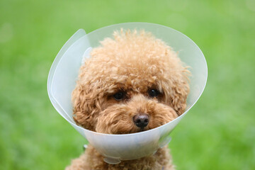 Cute Maltipoo dog wearing Elizabethan collar outdoors, closeup