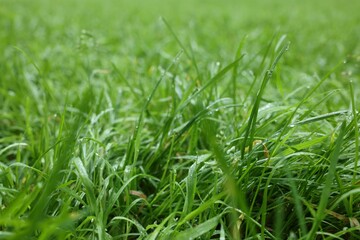 Fresh green grass with water drops growing outdoors in summer, closeup