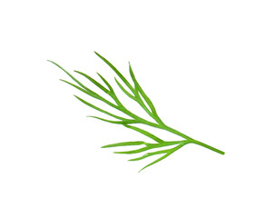 Sprig of fresh dill isolated on white