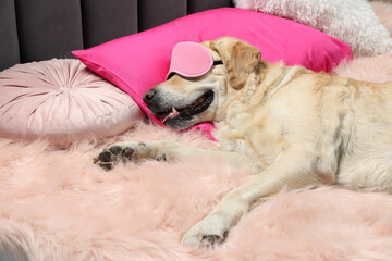 Cute Labrador Retriever with sleep mask resting on bed