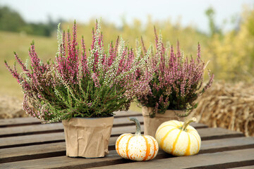 Beautiful heather flowers in pots and pumpkins on wooden pallet outdoors