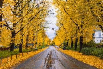 Naklejka premium Yellow Leaves On An Autumn Street. Train Rails are Covered with Yellow Leaves. Poland, Poznan, Solacz