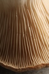 Fresh oyster mushroom on light table, macro view