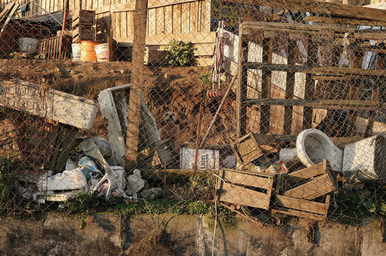 Guard Dog in a patio full of trash in a poor area of a city (Talca, Chile, south America)