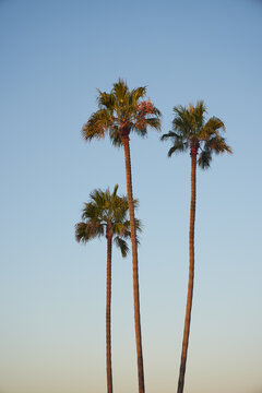 palm trees on the beach