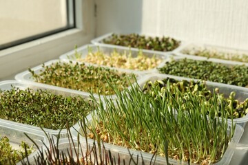Different microgreens growing in containers on window sill indoors, closeup - obrazy, fototapety, plakaty