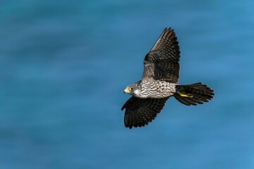 日本海をバックに悠然と飛ぶハヤブサ幼鳥
