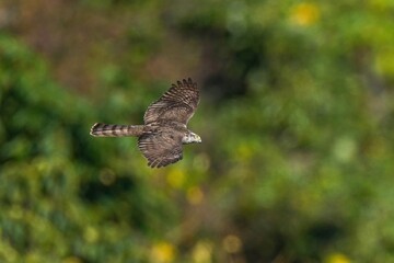 グリーンバックに悠然と飛ぶハイタカ