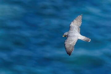 日本海の上を獲物を探して飛ぶハヤブサ