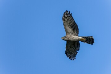 青空バックに悠然と飛ぶハイタカ