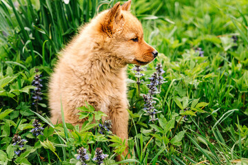 Naklejka na ściany i meble Pet. A red-haired dog. A Finnish pomeranian puppy, one month old, in the grass with flowers. Hunting, service Karelo-Finnish nimble dog. Karelian bear dog. Looks at the right