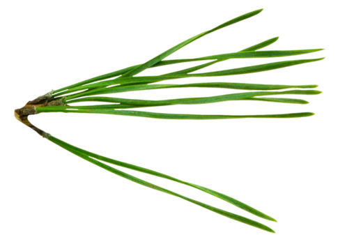 pine cone. branch on transparent, png. Spruce branch with green cones on white. Young pine cone on a green tree branch.