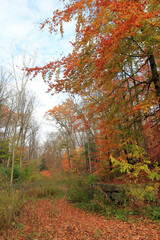 Autumn landscape with colorful trees
