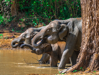 Elephant Family © Duminda