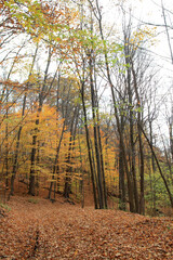 Autumn landscape with colorful trees