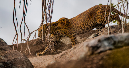 Panthera pardus kotiya