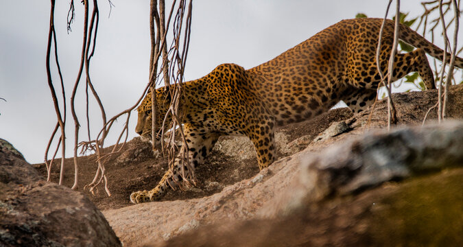Panthera pardus kotiya