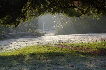 A tree creating a shade over frosted grass, with a band of grass thawed by the sun rays, and a frosted-grass open space in the background in Trout Lake park in Vancouver BC Canada