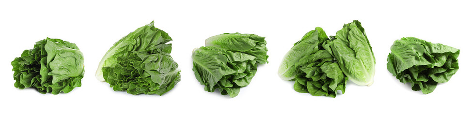 Fresh romaine lettuce heads isolated on white