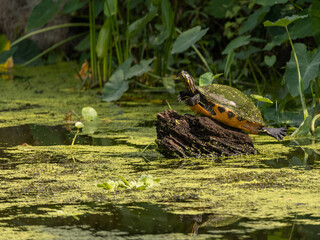 Softshell Turtle Stranded on a stump