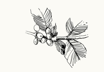 coffee tree of ink drawing sketch for poster, fabric, cover, label packaging, name card, post card, brochure. Coffee pattern