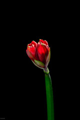 red tulip on a black minimalist background