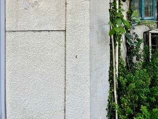 薄汚れた白い壁と観葉植物の背景。