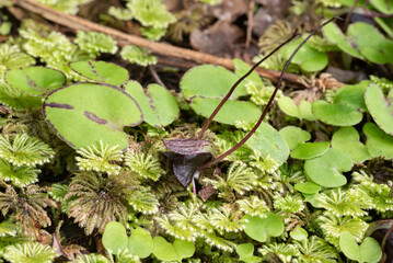 Obraz premium Silver back spider orchids (Corybas macranthus) flowering on the forest floor in New Zealand. These single leafed orchids are tiny as is obvious with the comparison to the moss also present.