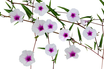Fototapeta na wymiar Isolated image of morning glory flower on transparent background png file.