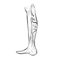 Varicose veins handdrawn illustration