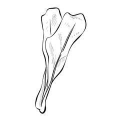 Lettuce handdrawn illustration