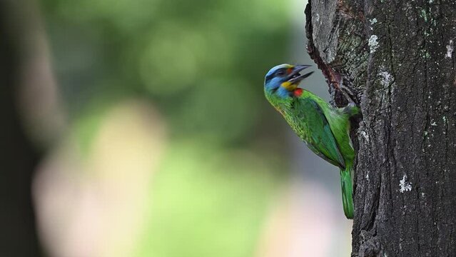 Taiwan barbet feeding