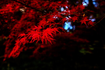 真紅の秋景色