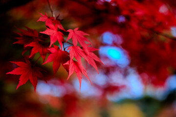 真紅の秋景色