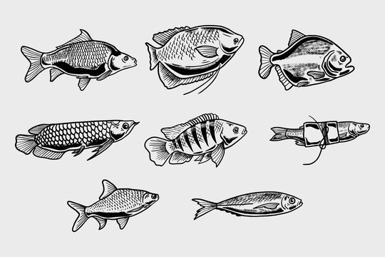 collection of freshwater fish illustrations in vector line art style