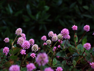 beautiful flower in the garden 