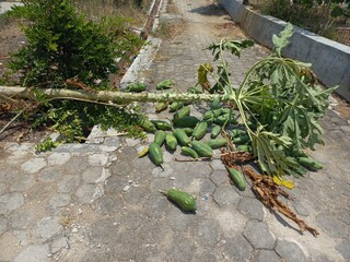 papaya tree collapsed