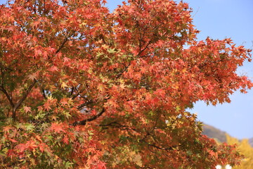 Beautifual and Colorful Autumn Leaves in Naejang National Park in South Korea