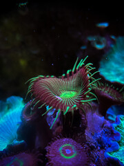 Palythoa in aquarium