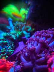 scene of reef