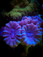Coral
