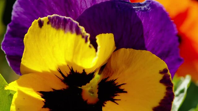 The purple and yellow petals of the pansy flowers on the garden outside the house in Estonia