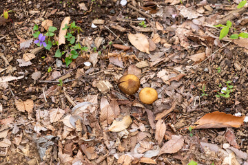 森の地面に生えた茶色のキノコ

