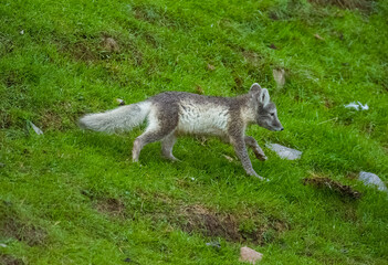 Obraz premium Arctic Fox