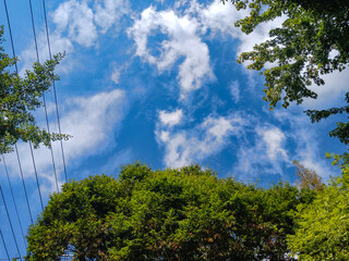 green trees and a cloudy blue sky