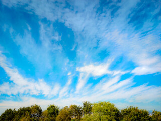 Obraz premium green trees and a cloudy blue sky