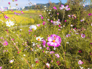 Beautiful cosmos flower blooming in the field on nature background