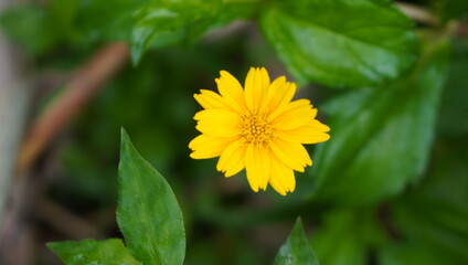 yellow flower in the garden