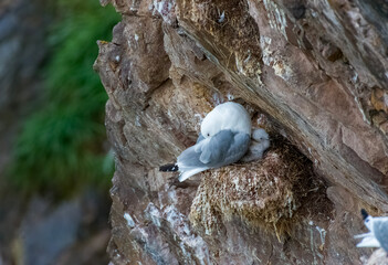 Kittiwake and Chick